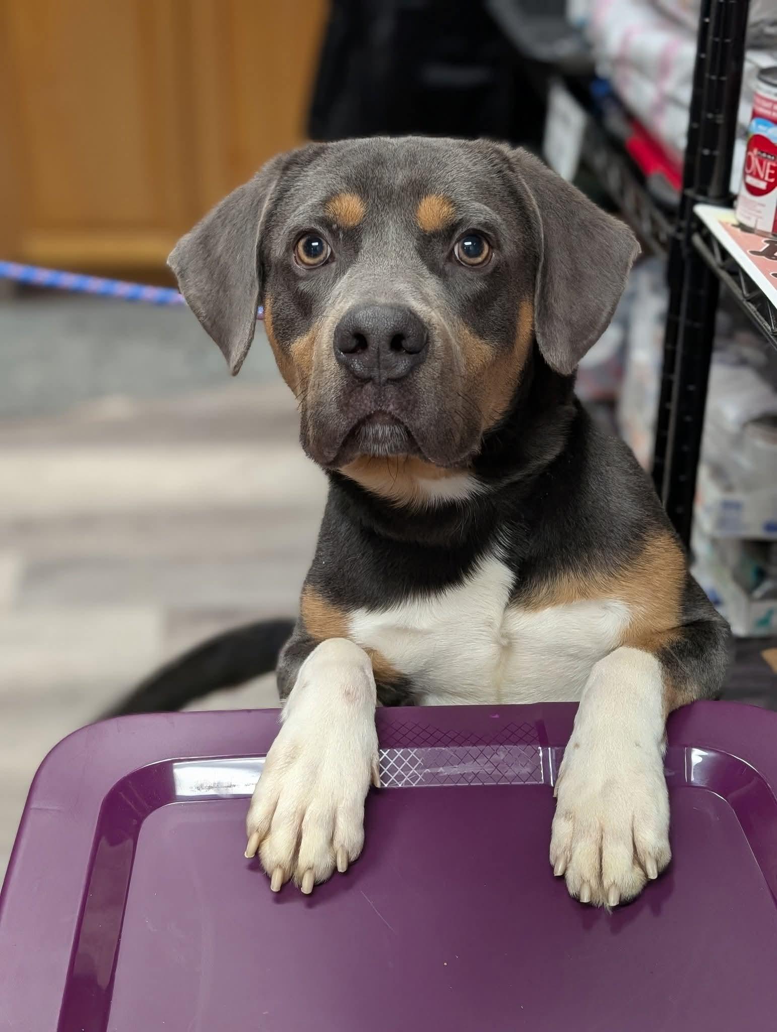 MILO $375, a Adoptable mixed breed in Milwaukee, WI image 4/6