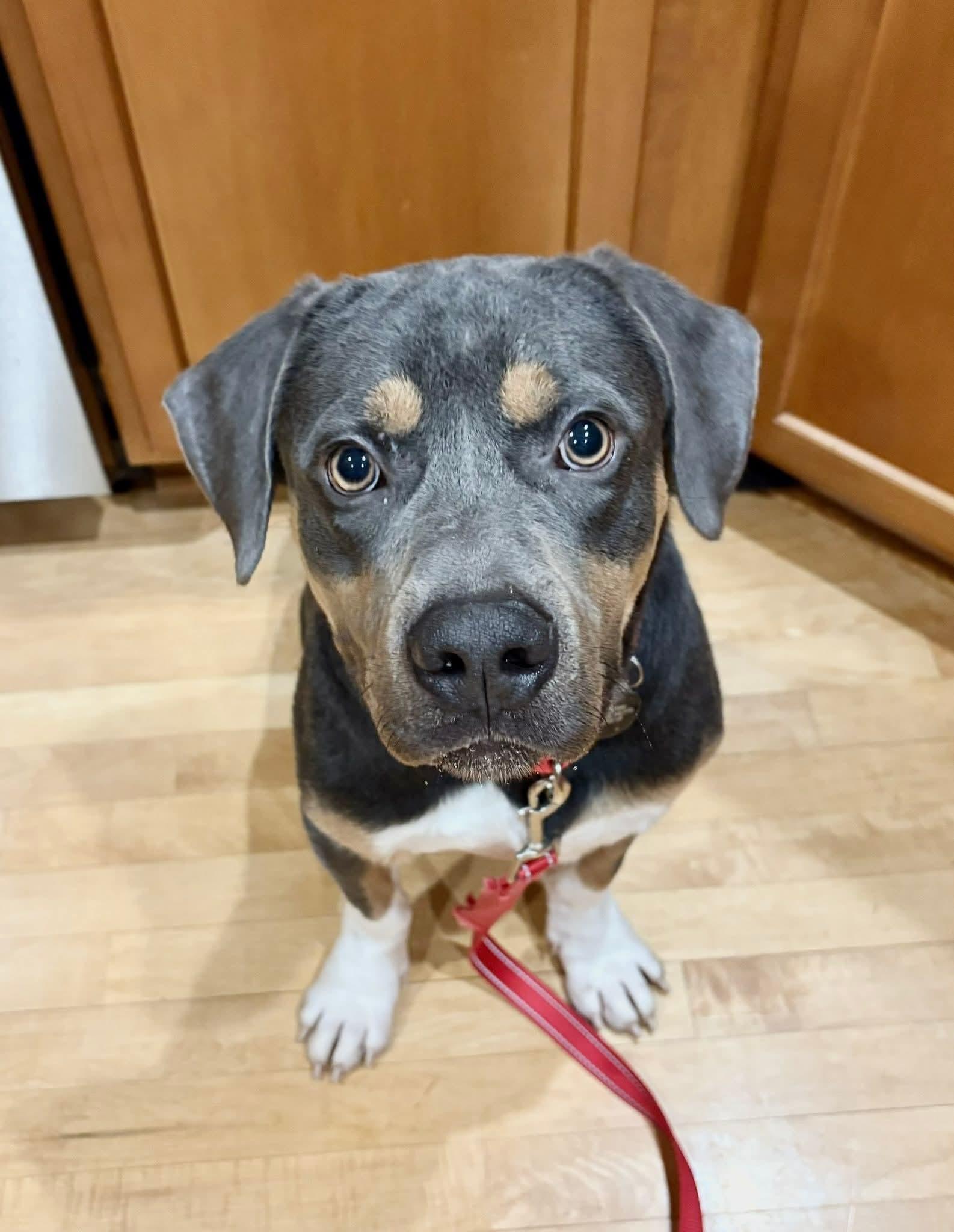 MILO $375, a Adoptable mixed breed in Milwaukee, WI image 2/6