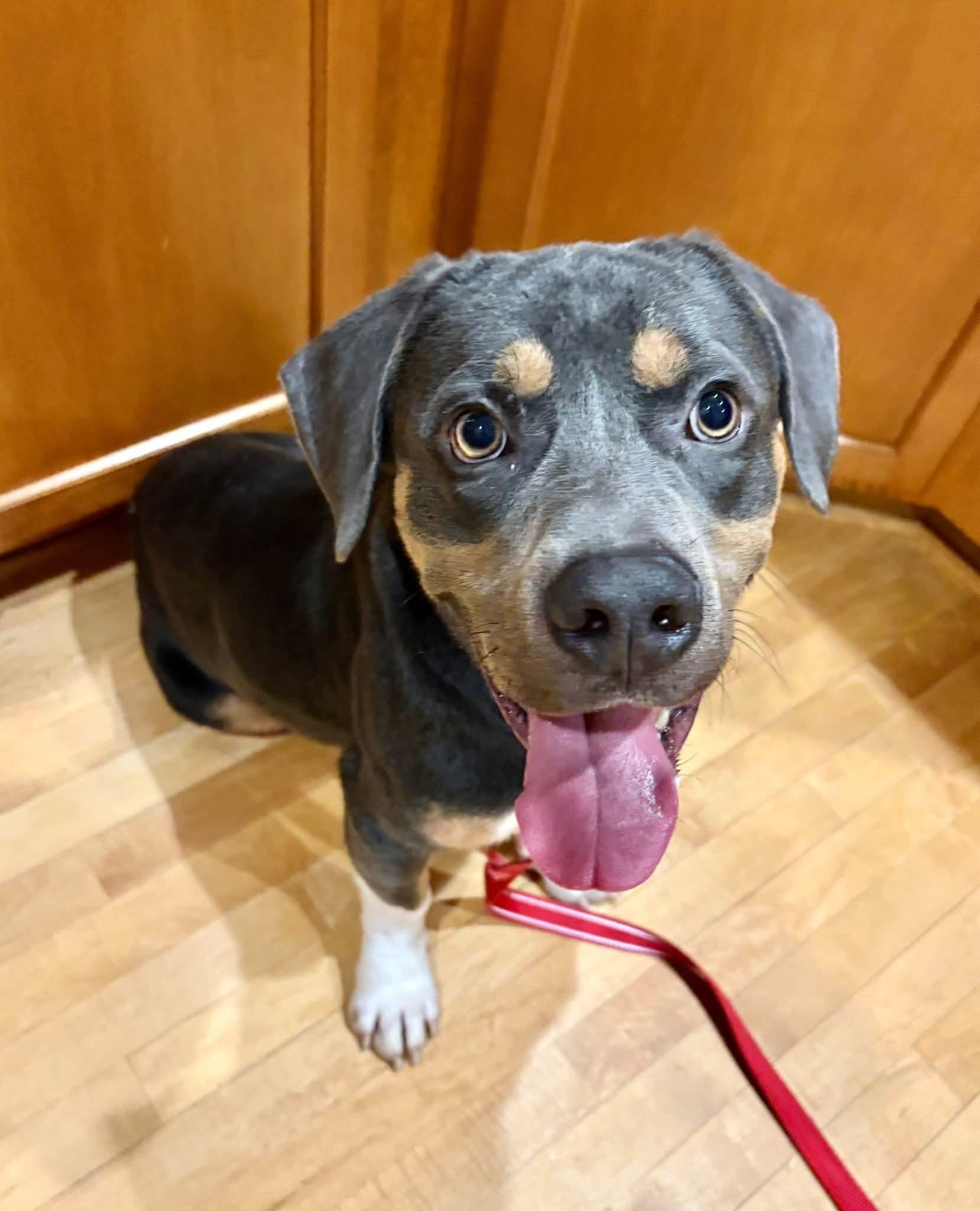 MILO $375, Adoptable, Adult Male Mixed Breed.