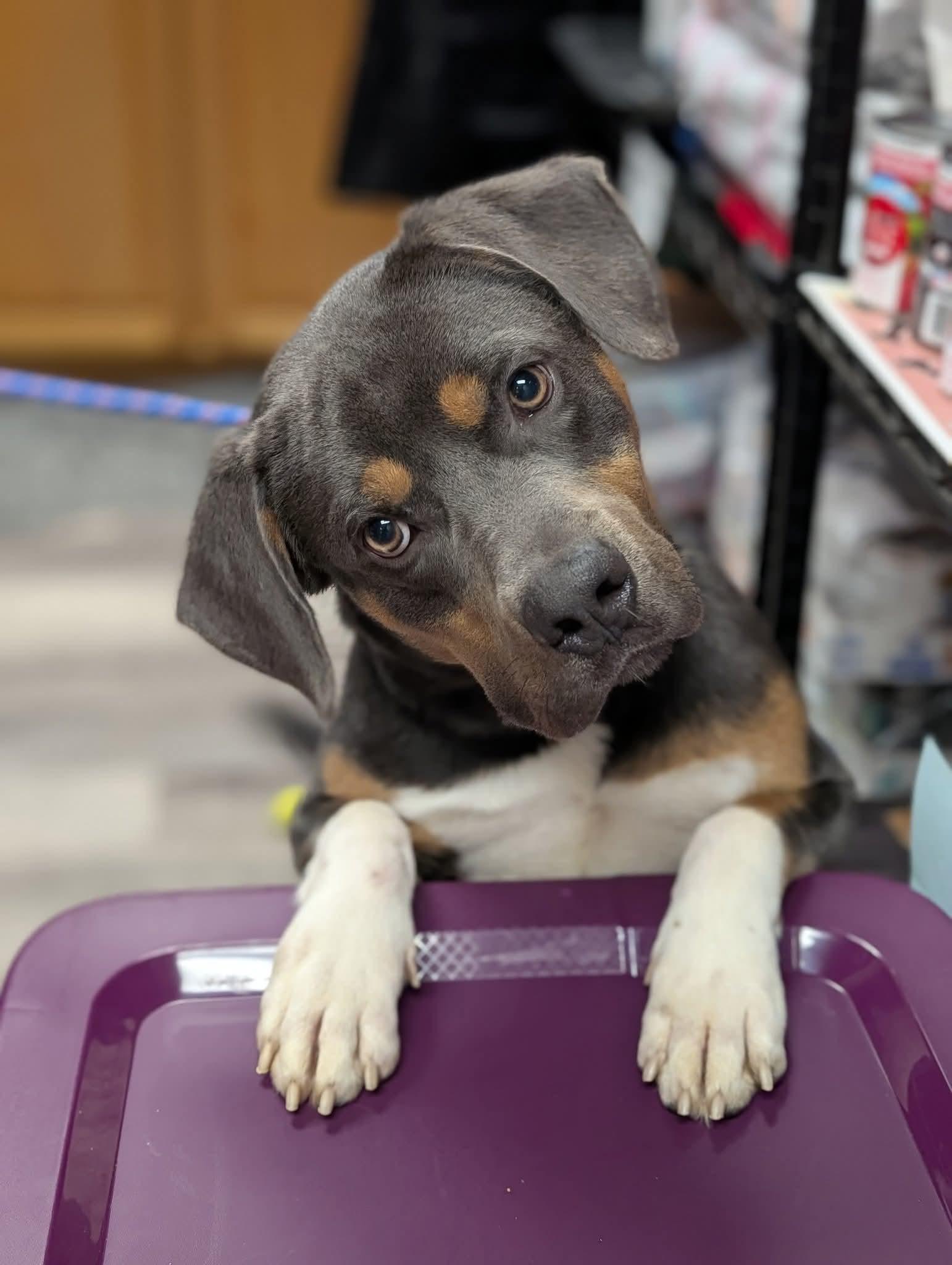 MILO   $375, Adoptable, Adult Male Mixed Breed.