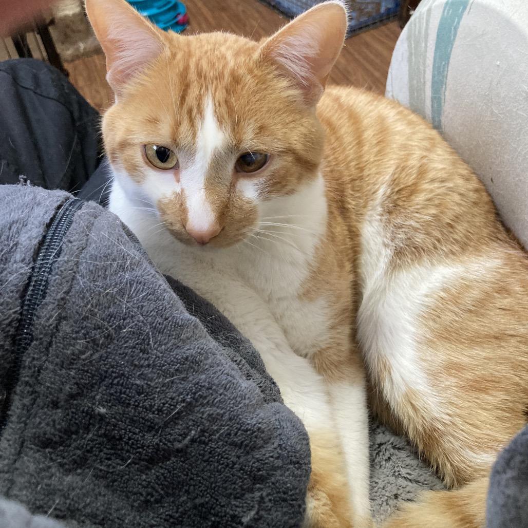 Carnelian, a Adoptable Domestic Short Hair in Bismarck, ND image 1/5