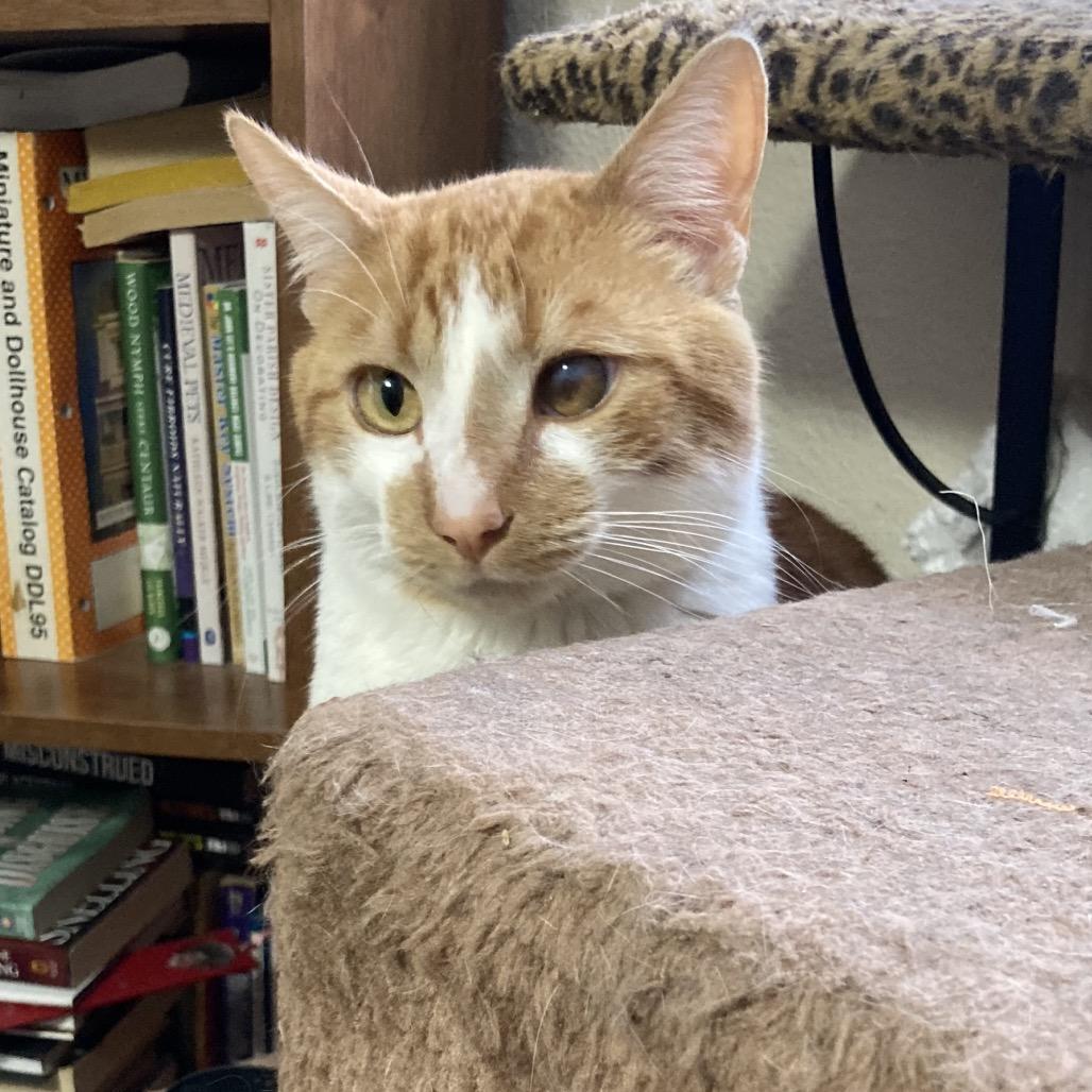 Carnelian, a Adoptable Domestic Short Hair in Bismarck, ND image 2/5