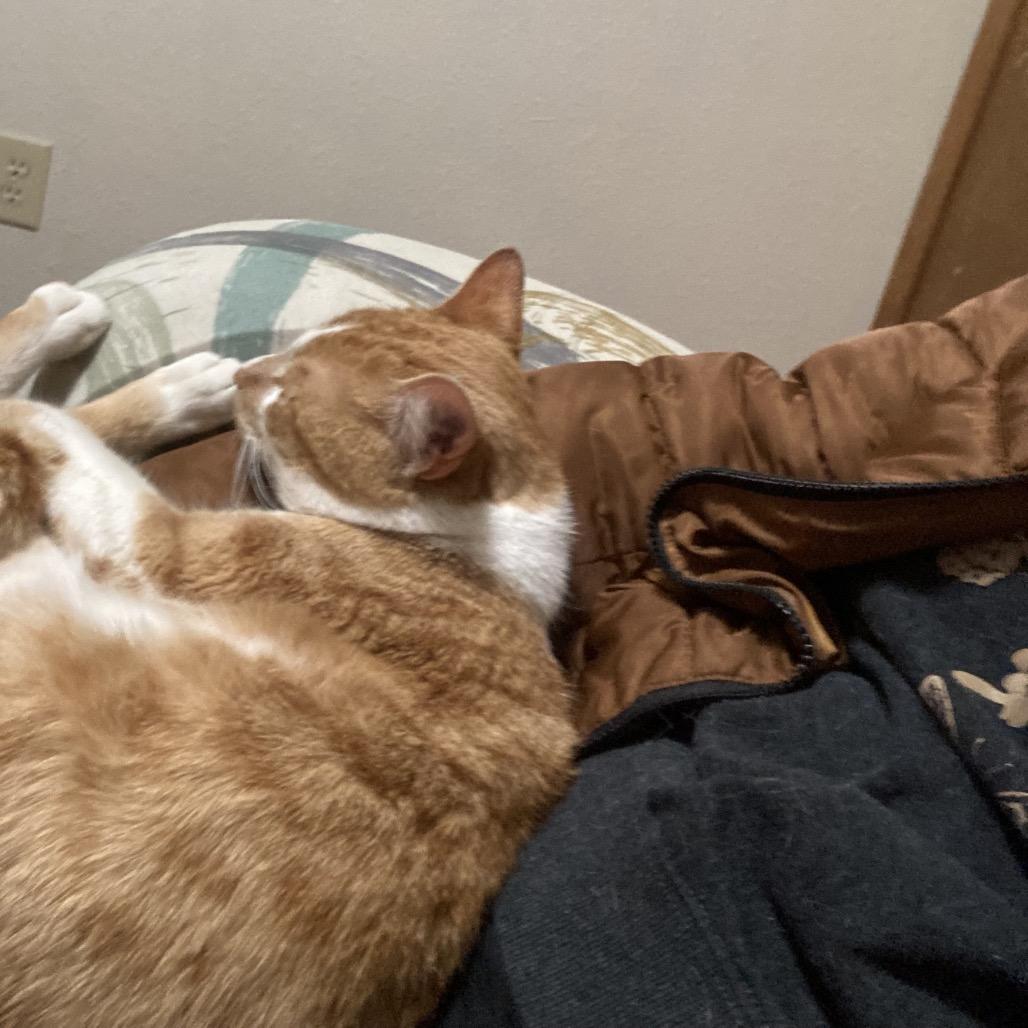 Carnelian, a Adoptable Domestic Short Hair in Bismarck, ND image 5/5