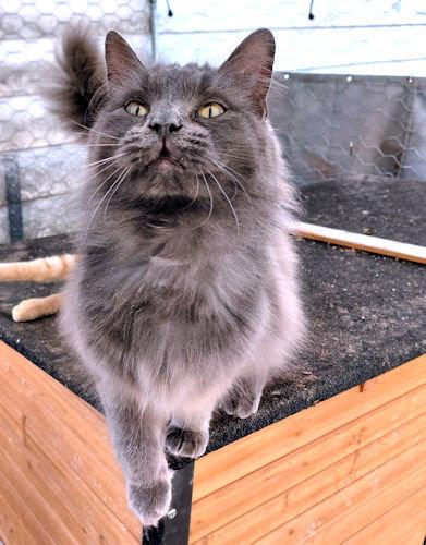 Lucca, Adopted, Young Male Domestic Medium Hair.