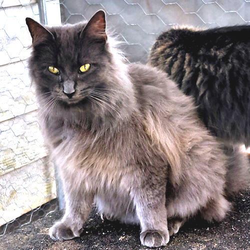 Enlarge Lucca, a Adopted Domestic Medium Hair in Rutherfordton, NC image 2/3