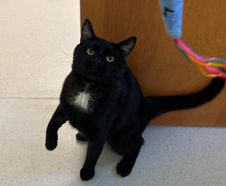 Dewey, a ADOPTABLE Domestic Short Hair in Milton, MA image 2/2