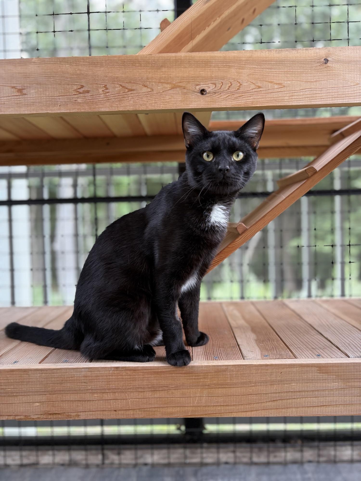 Dewey, ADOPTABLE, Adult Male Domestic Short Hair.