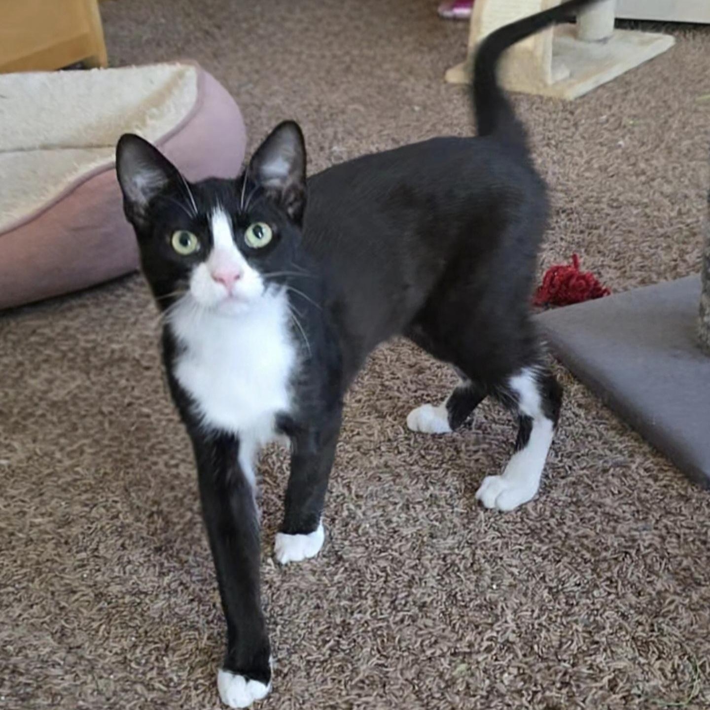 Enlarge Marlin, a Adoptable Domestic Short Hair in Buffalo, NY image 1/2