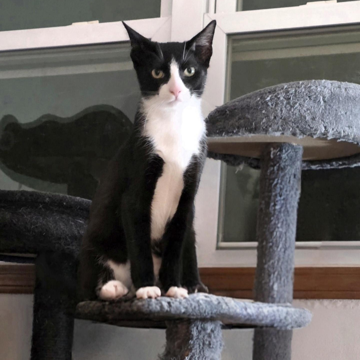 Enlarge Marlin, a Adoptable Domestic Short Hair in Buffalo, NY image 2/2