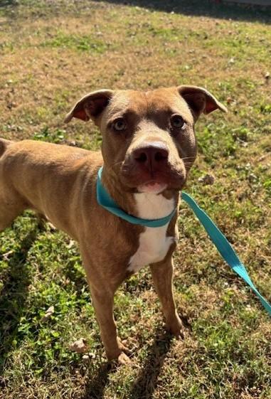 Lady, a Adoptable mixed breed in Fayetteville, AR image 2/3