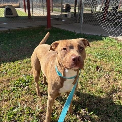 Lady, a Adoptable mixed breed in Fayetteville, AR image 3/3