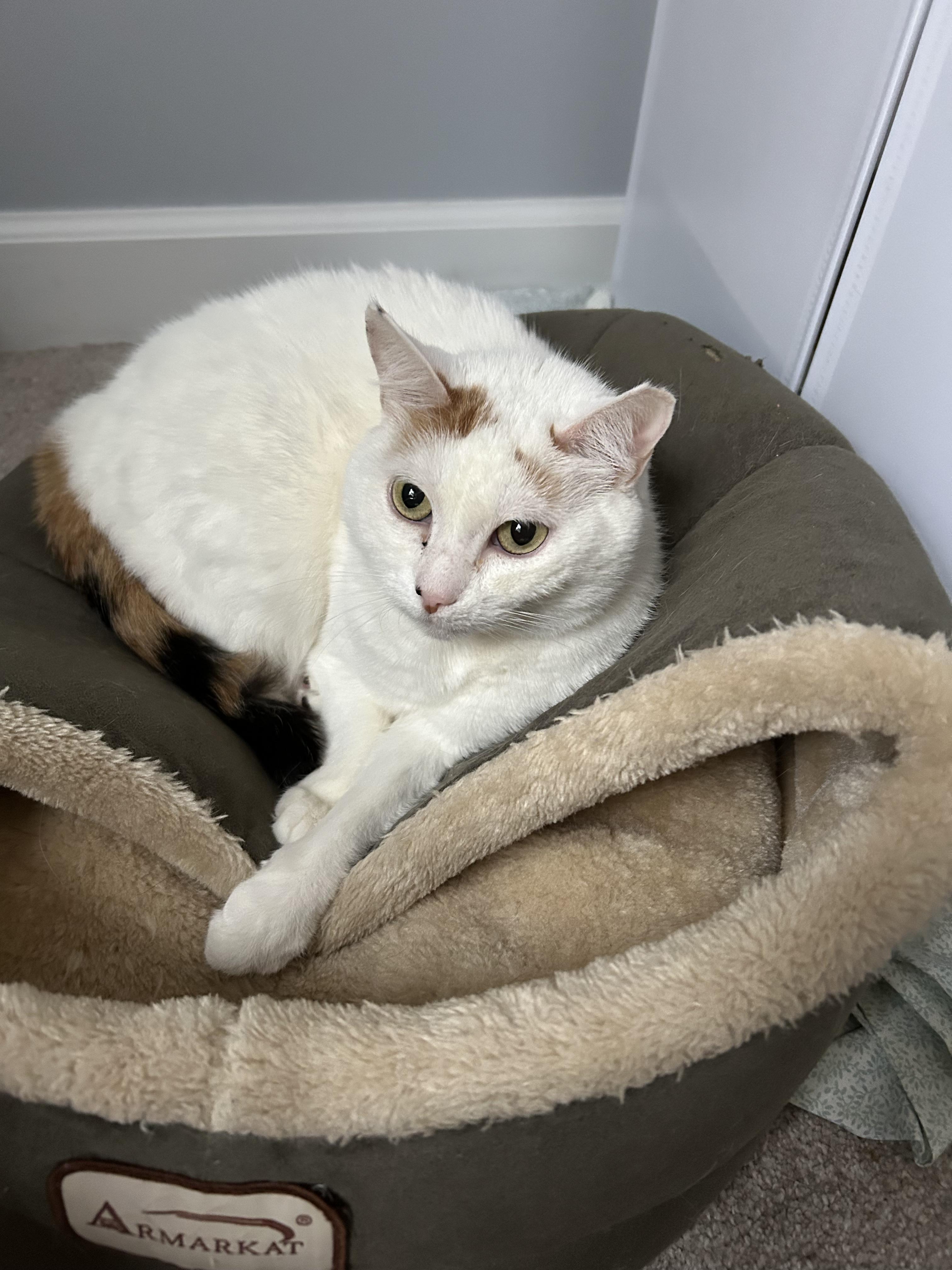 Lumina, a Adoptable Domestic Short Hair in Wilmington, NC image 5/5