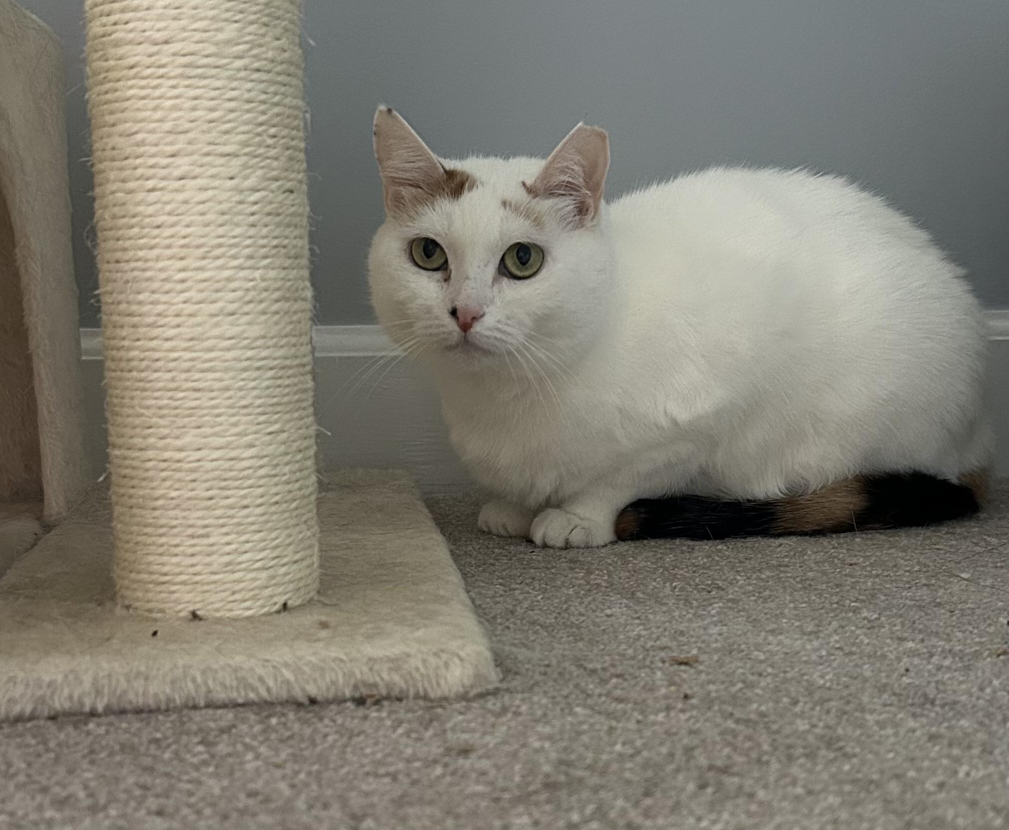 Lumina, a Adoptable Domestic Short Hair in Wilmington, NC image 2/5