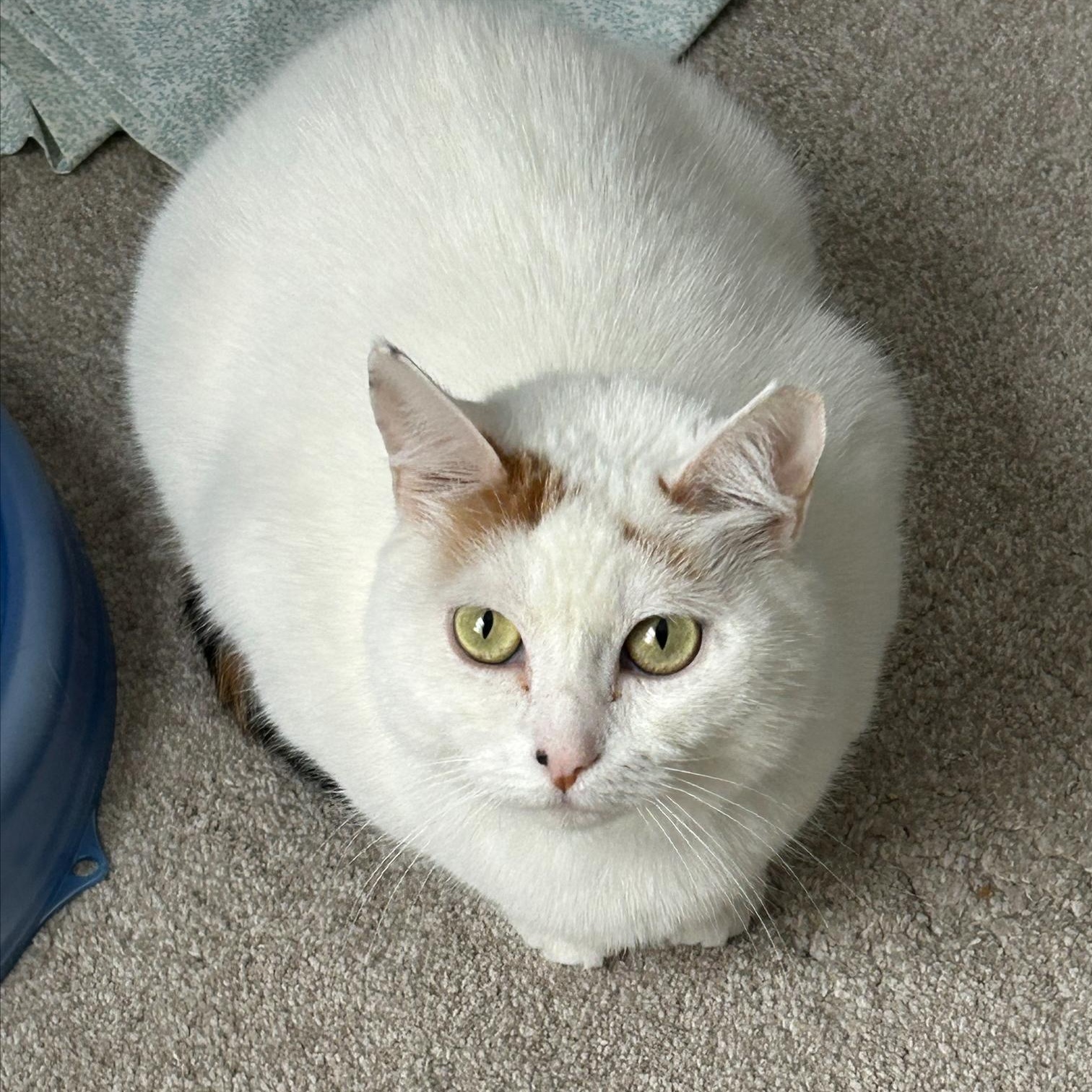 Lumina, an adoptable Domestic Short Hair in Wilmington, NC, 28401 | Photo Image 1