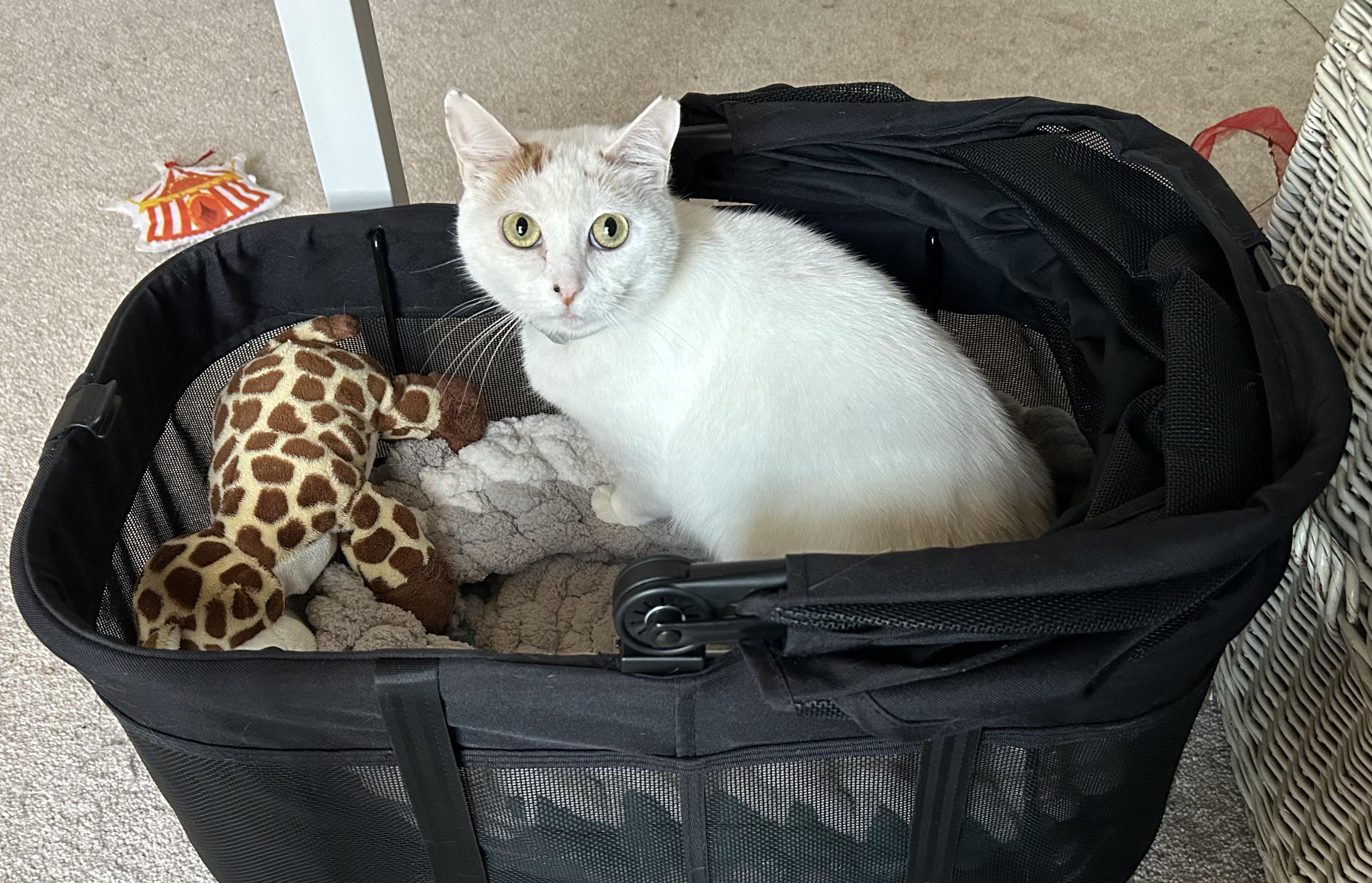 Lumina, a Adoptable Domestic Short Hair in Wilmington, NC image 4/5