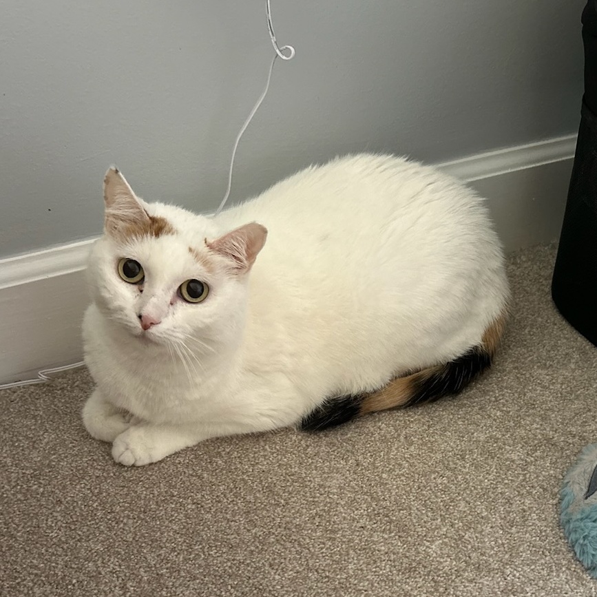 Lumina, a Adoptable Domestic Short Hair in Wilmington, NC image 3/5