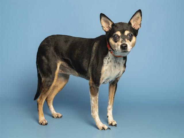 RUBY, Adoptable, Adult Female Fox Terrier & Mixed Breed.