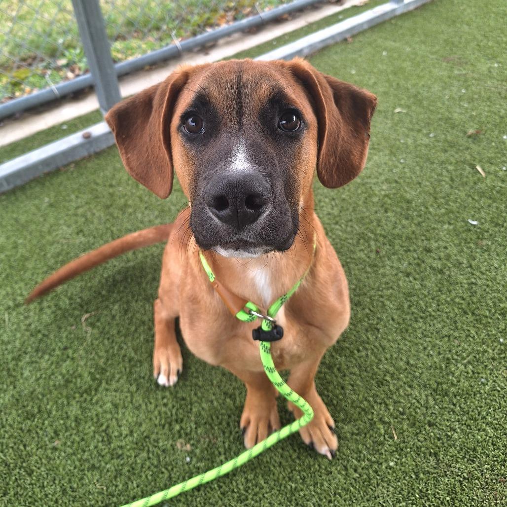 Jeff, ADOPTABLE, Young Male Mixed Breed.