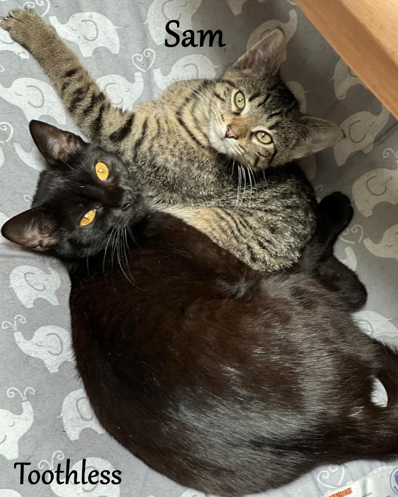 Toothless, Adoptable, Young Female Domestic Short Hair.