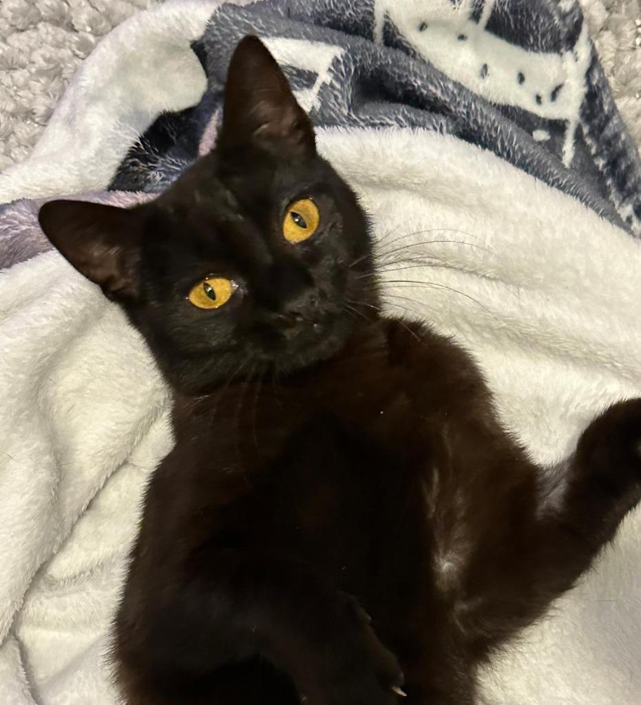 Toothless, a Adopted mixed breed in Hoover , AL image 3/3