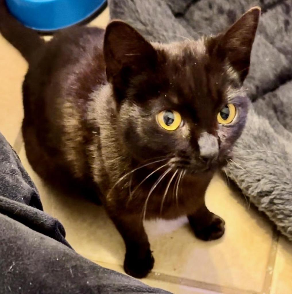 Toothless, a Adopted mixed breed in Hoover , AL image 3/3