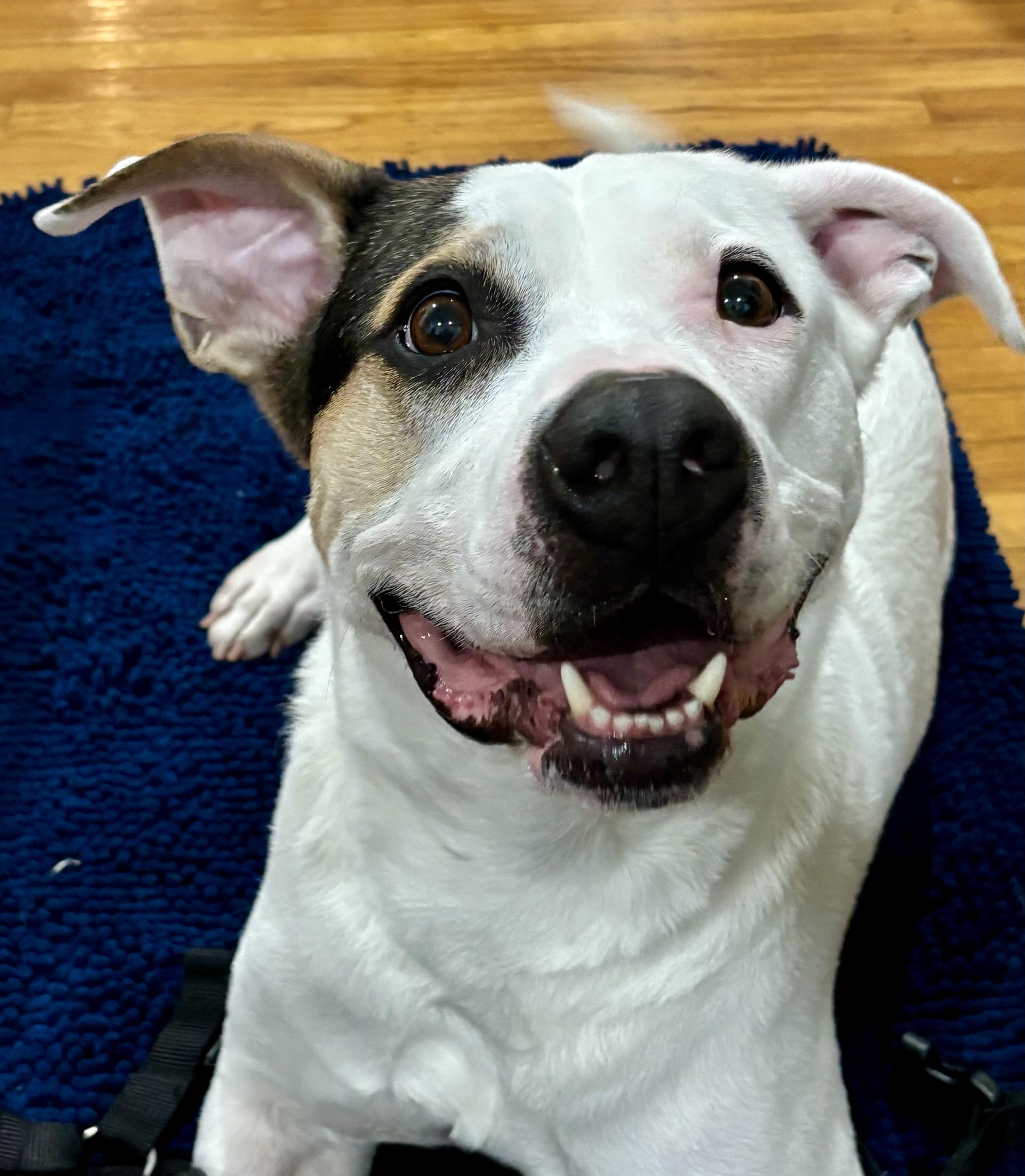 Snoop, a ADOPTABLE Mixed Breed in Oakland, CA image 3/5