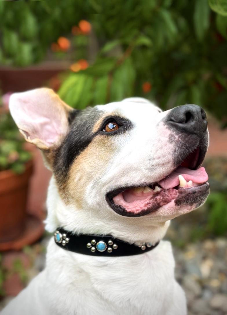 Snoop, ADOPTABLE, Adult Male Mixed Breed.