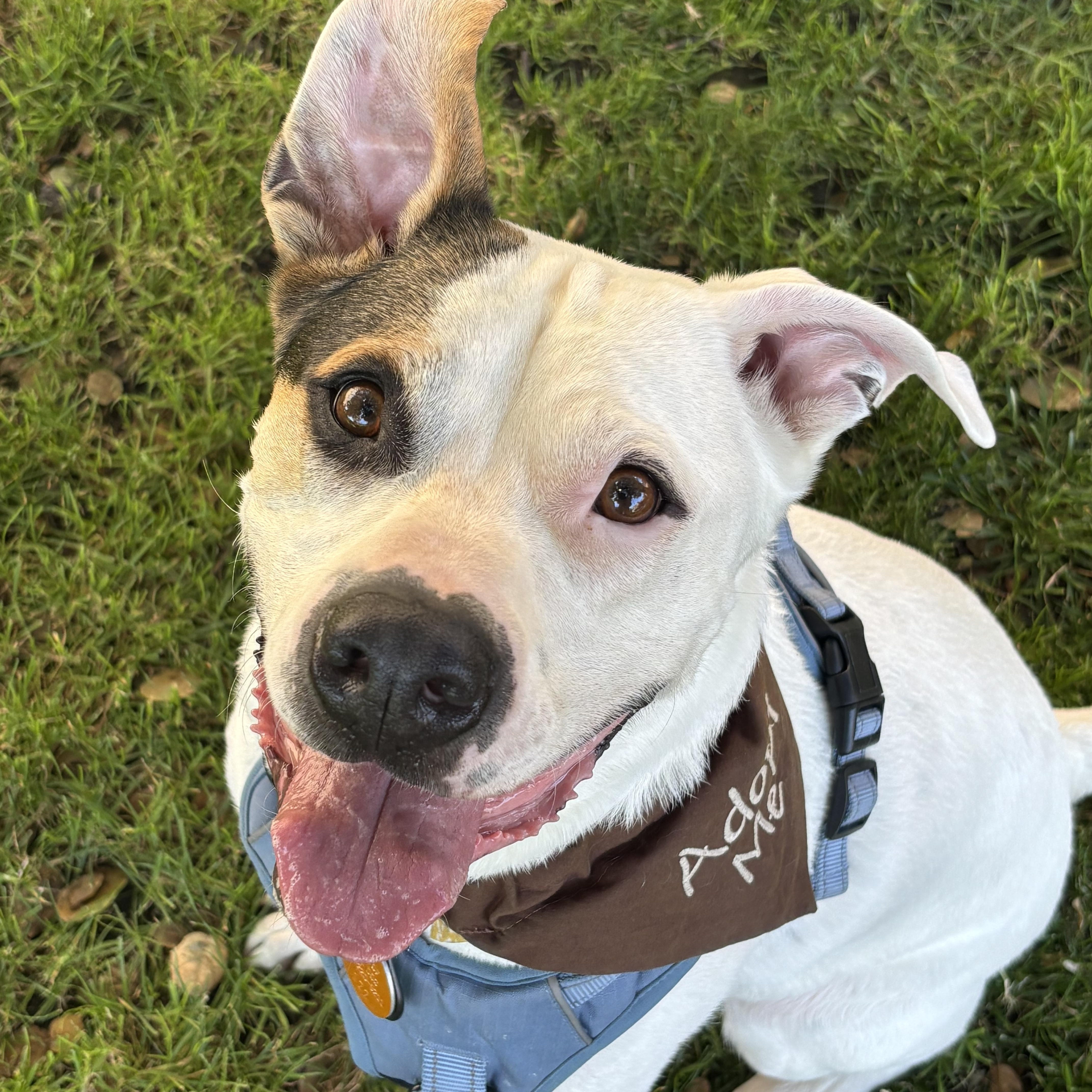 Snoop, Adopted, Adult Male American Bully.