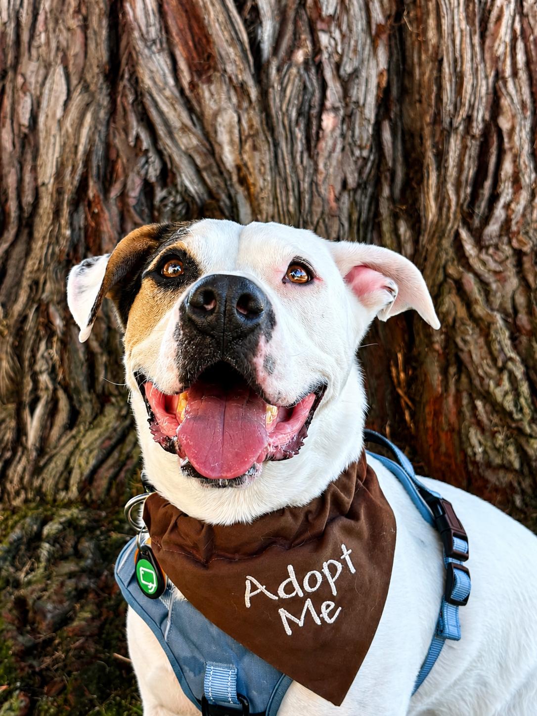 Enlarge Snoop, a Adopted mixed breed in Oakland, CA image 5/5