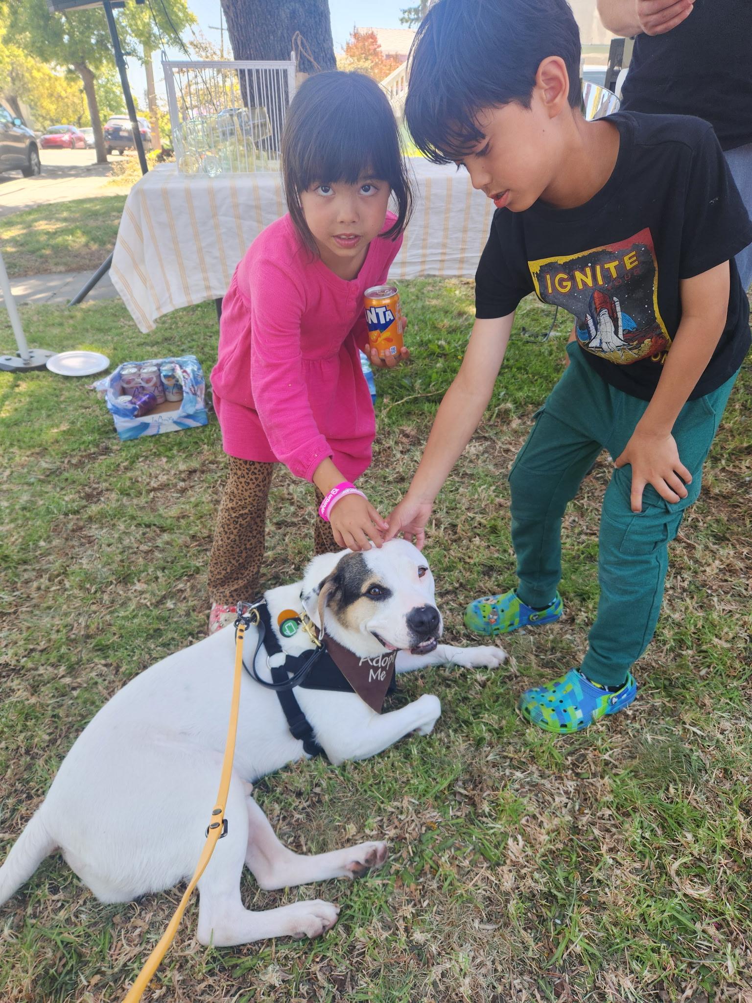Snoop, a ADOPTABLE Mixed Breed in Oakland, CA image 5/5