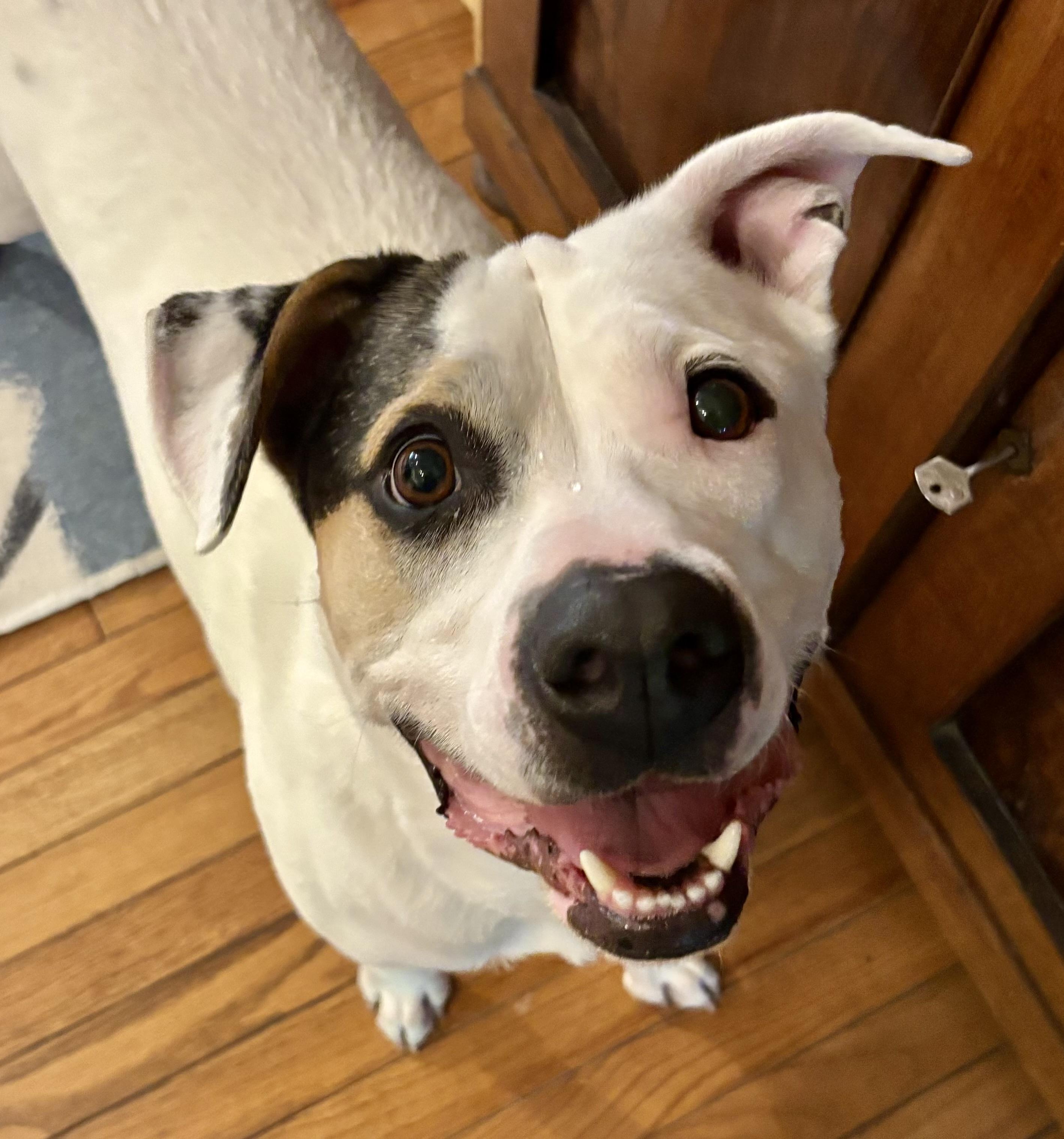 Snoop, a ADOPTABLE Mixed Breed in Oakland, CA image 4/5