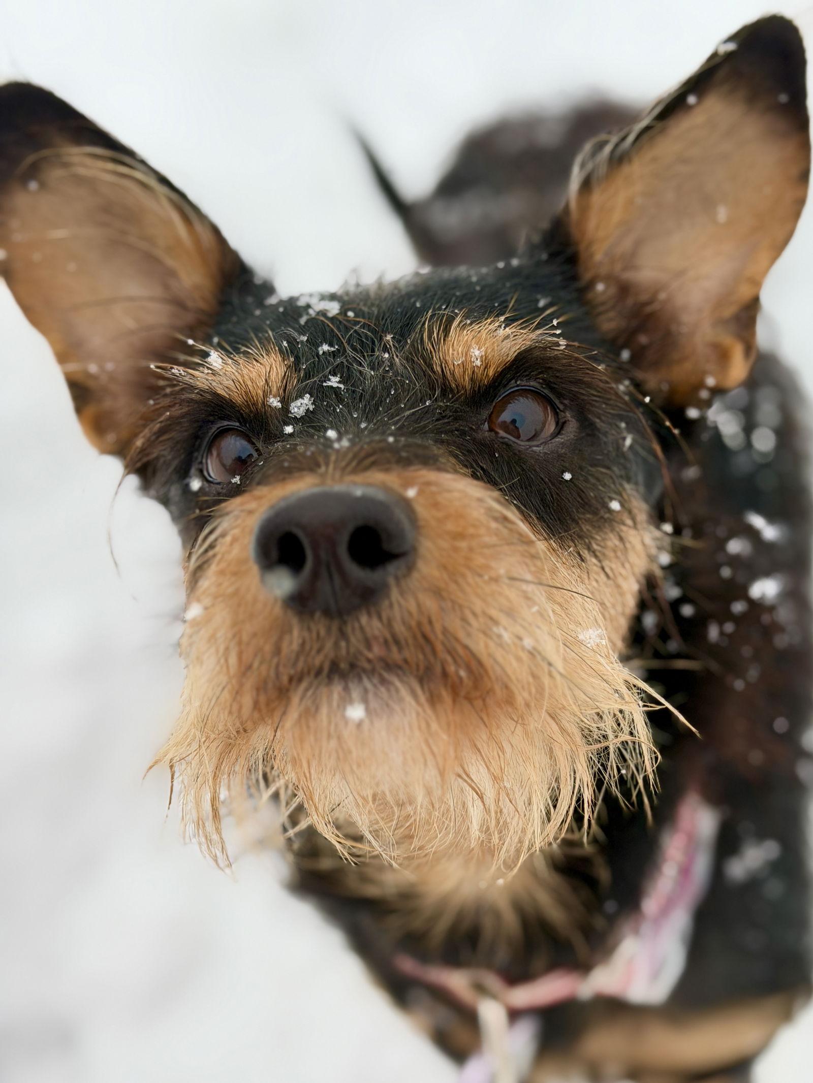 Kip, Adopted, Young Male Terrier.
