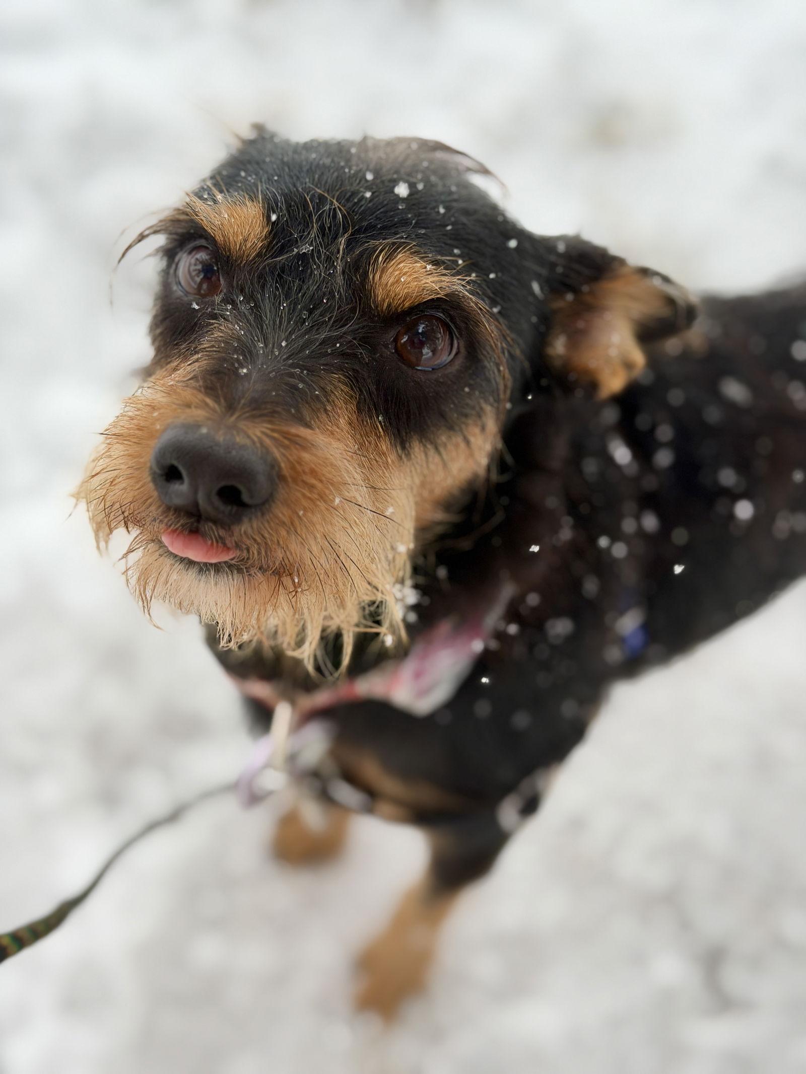 Kip, a Adopted Terrier in West Cornwall, CT image 2/3