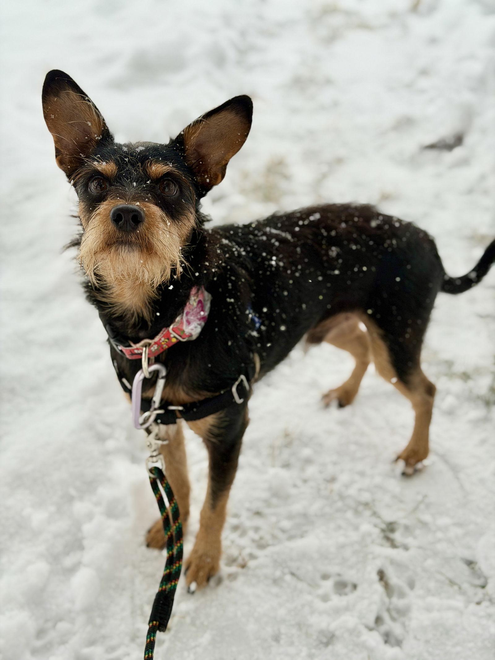 Kip, a Adopted Terrier in West Cornwall, CT image 3/3