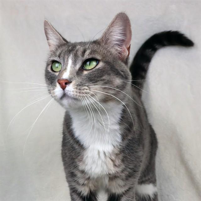 BEANS, Adoptable, Adult Female Domestic Short Hair.