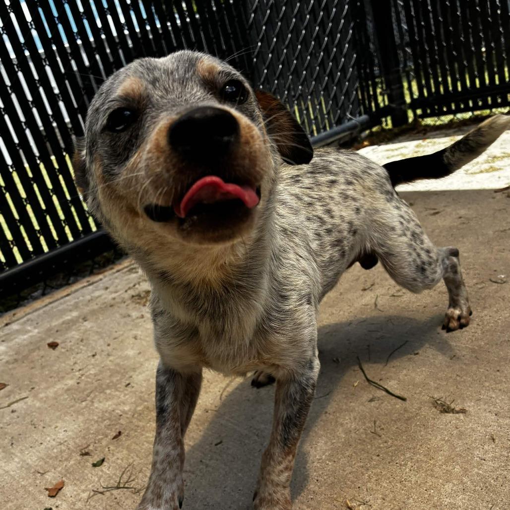 Enlarge Manhattan, a Adoptable mixed breed in Beaumont, TX image 1/6