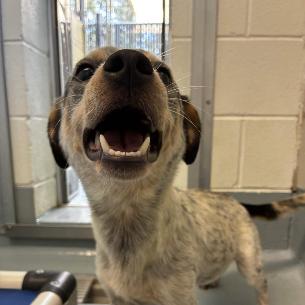 Enlarge Manhattan, a Adoptable mixed breed in Beaumont, TX image 2/6