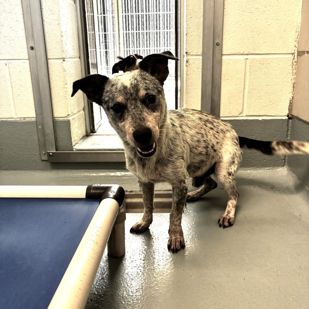 Enlarge Manhattan, a Adoptable mixed breed in Beaumont, TX image 3/6