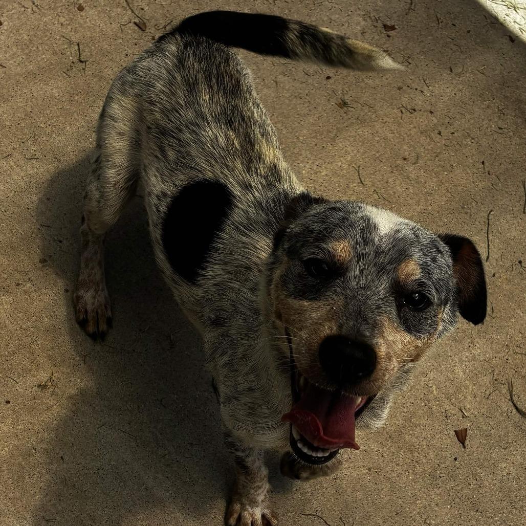 Enlarge Manhattan, a Adoptable mixed breed in Beaumont, TX image 4/6