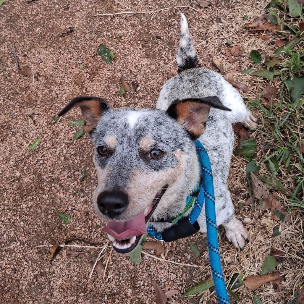 Enlarge Manhattan, a Adoptable mixed breed in Beaumont, TX image 5/6