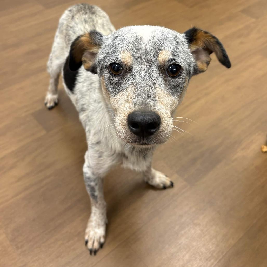 Enlarge Manhattan, a Adoptable mixed breed in Beaumont, TX image 6/6