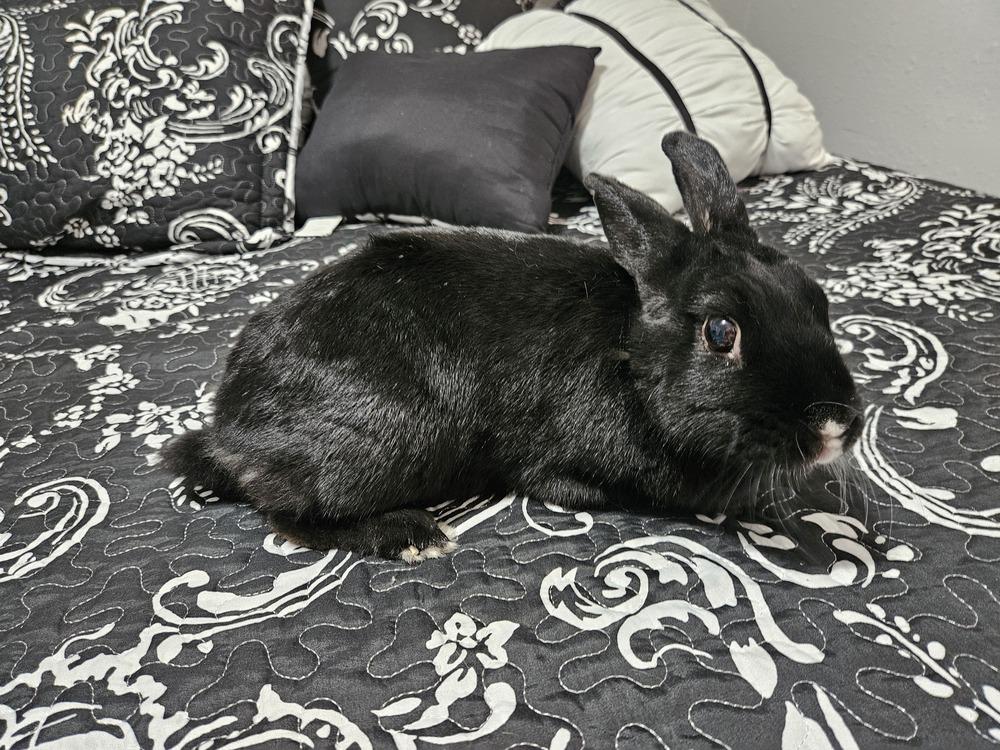 Dahlia, Adoptable, Adult Female Rex.