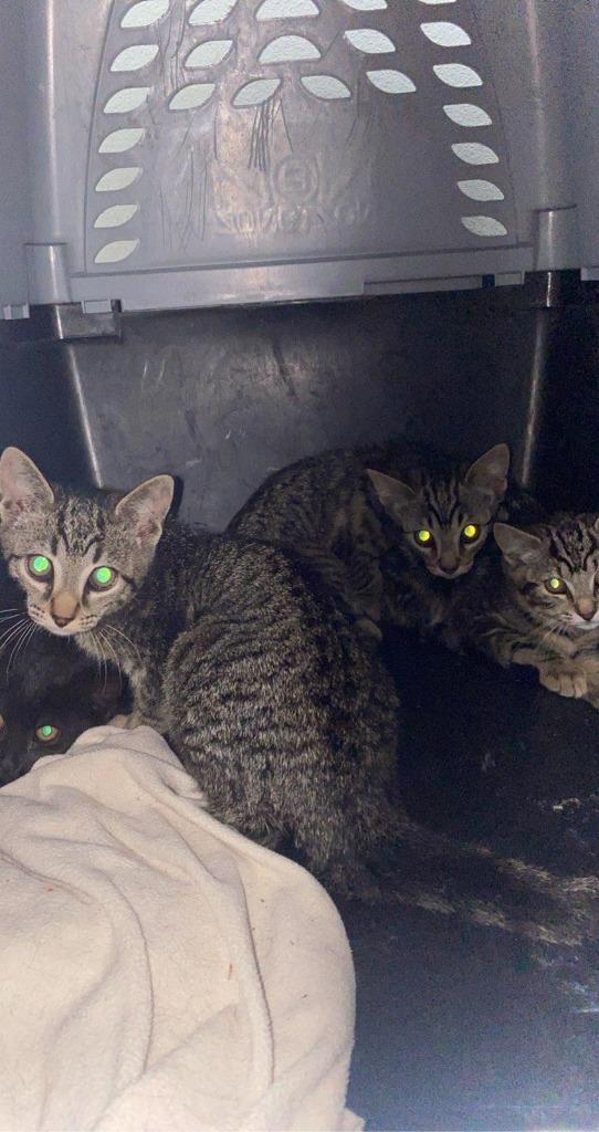 Enlarge Charm, a Adoptable mixed breed in Lake Forest, CA image 1/6