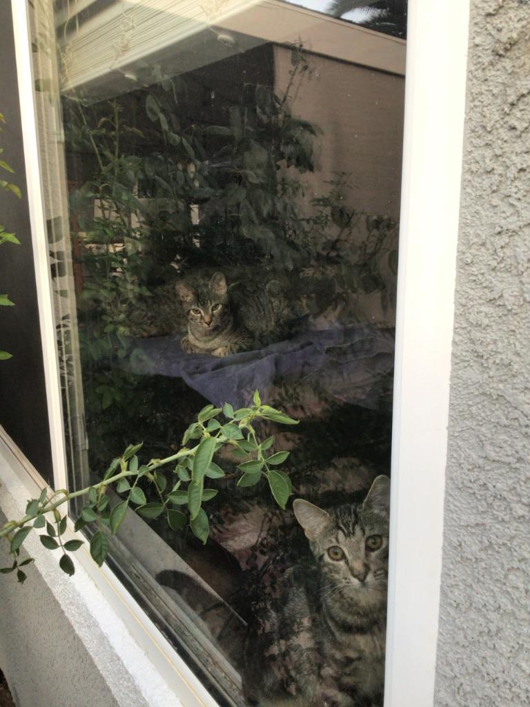 Charm, Adoptable, Adult Male Domestic Short Hair.