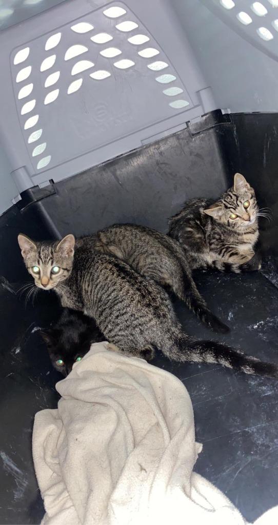 Charm, a Adoptable mixed breed in Lake Forest, CA image 6/6