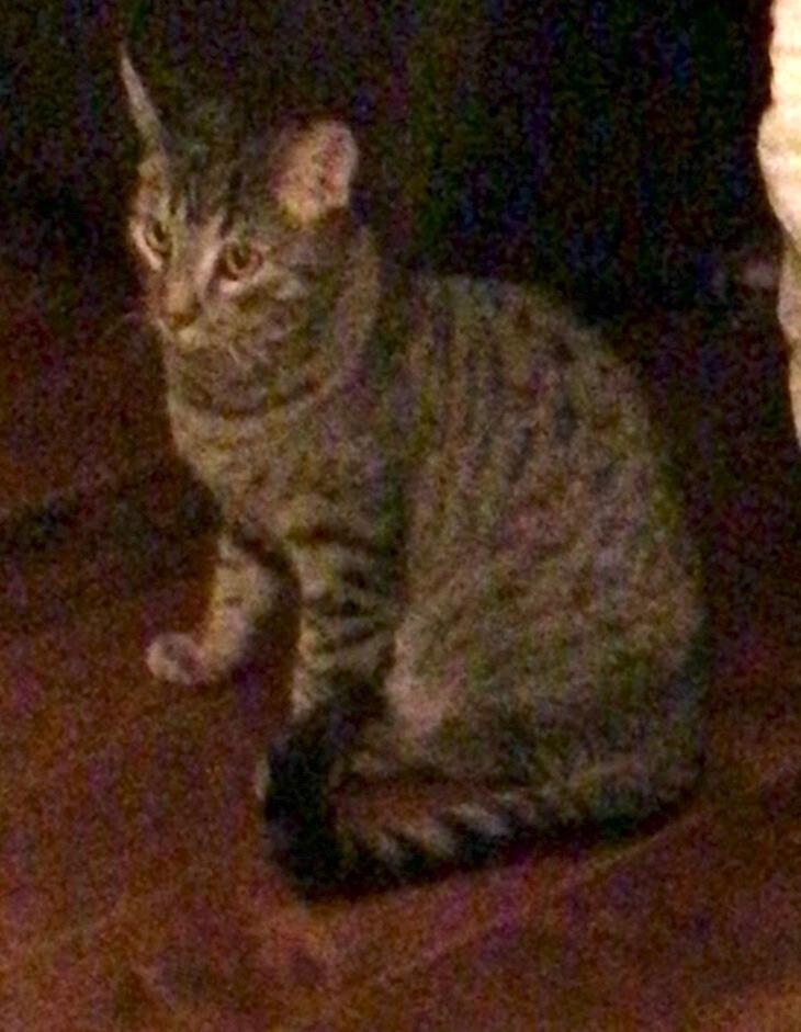 Enlarge Charm, a Adoptable mixed breed in Lake Forest, CA image 5/6