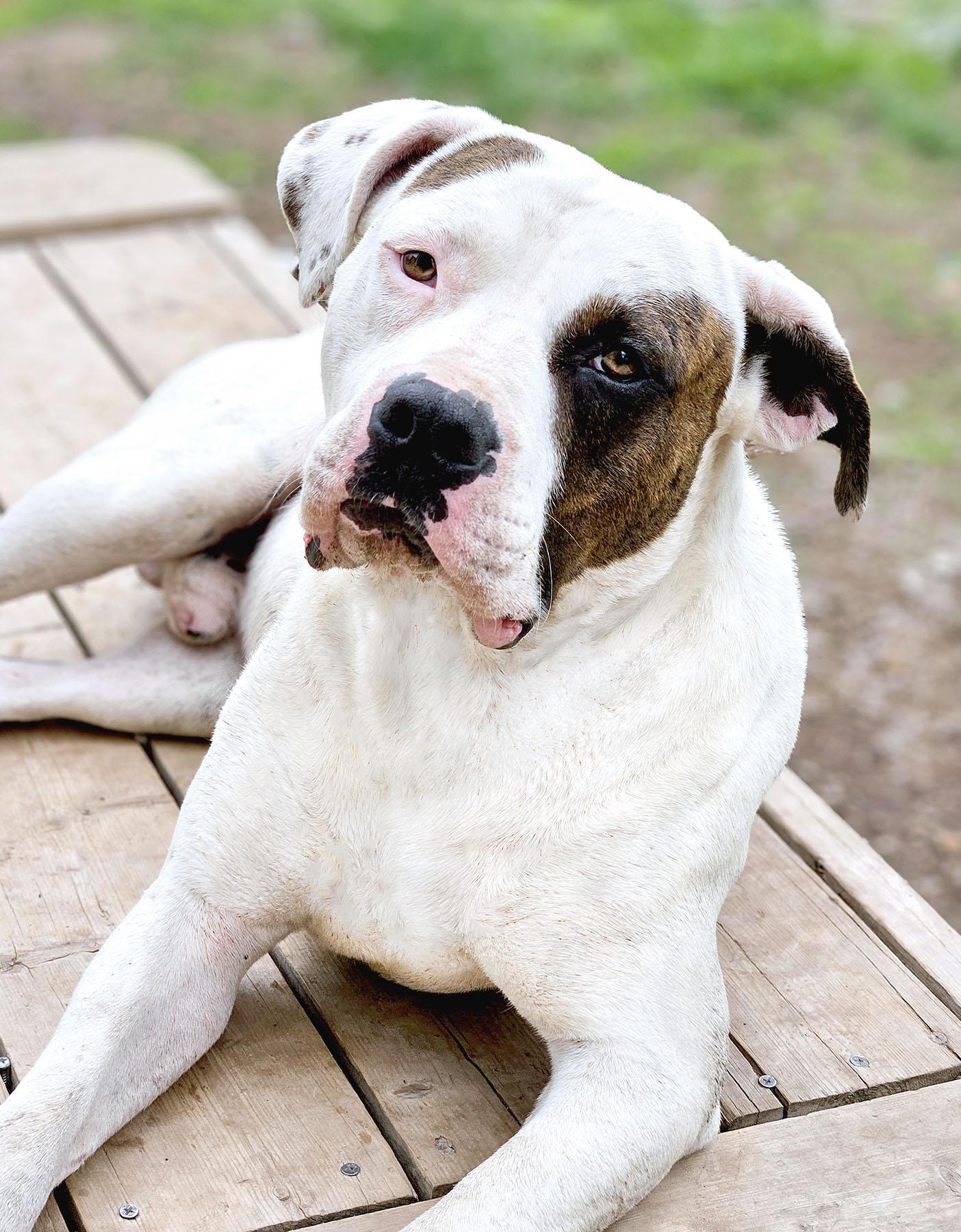 Enlarge Uno CL, a ADOPTABLE American Bulldog in Kansas City, MO image 3/3