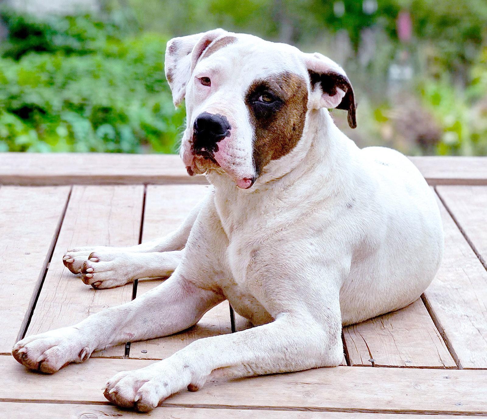 Enlarge Uno CL, a ADOPTABLE American Bulldog in Kansas City, MO image 2/3