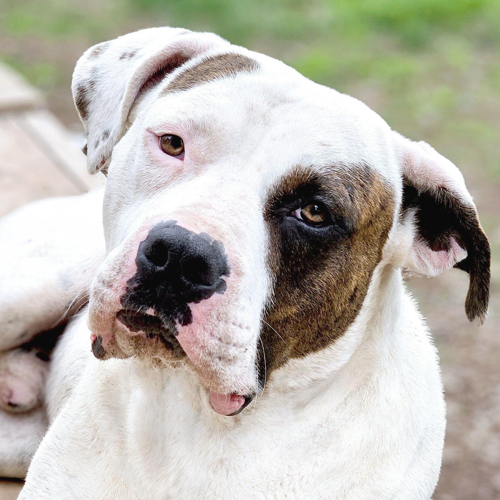 Uno CL, ADOPTABLE, Young Male American Bulldog.