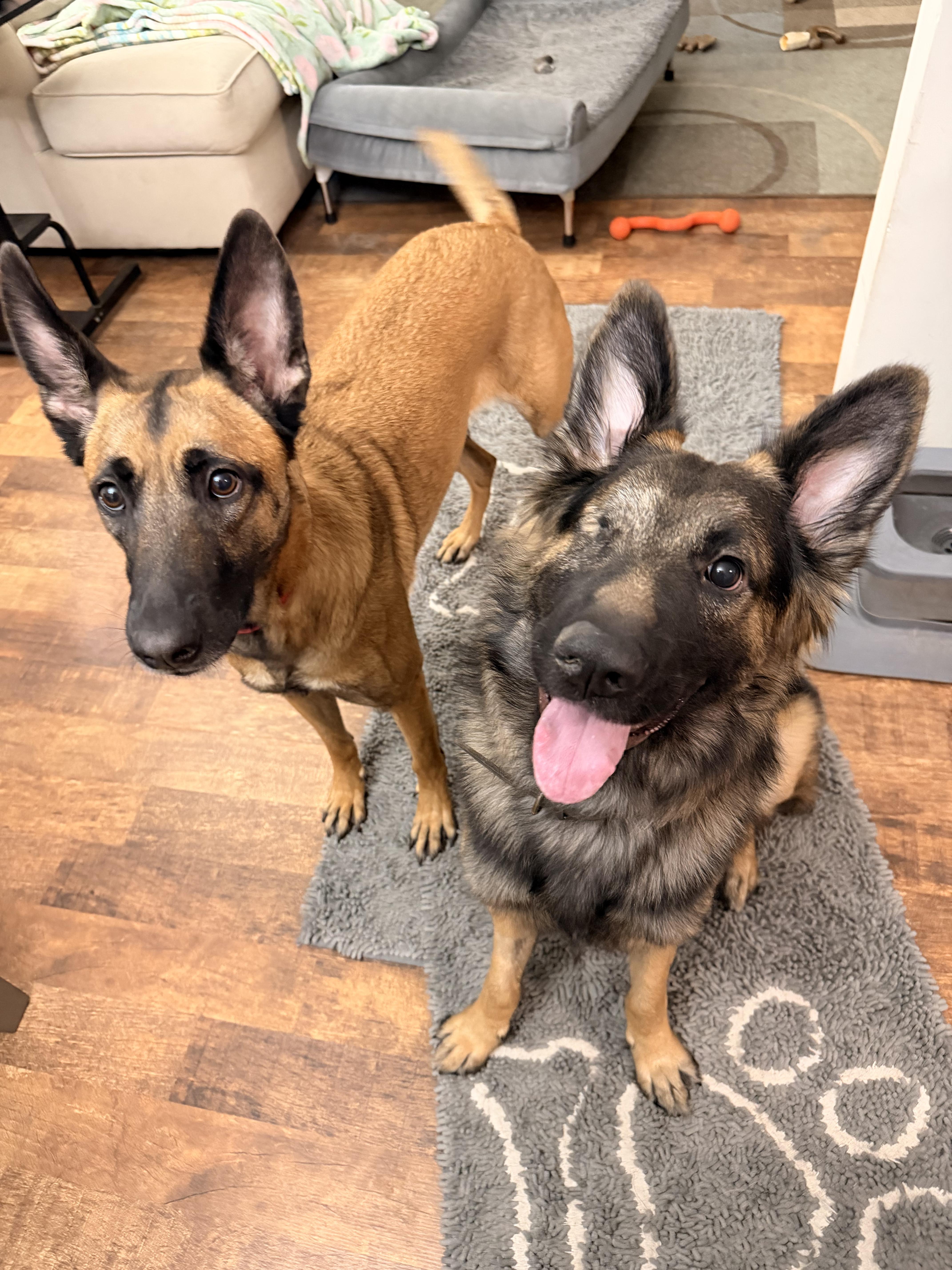 Murphy, an adopted German Shepherd Dog in Coal City, IL image 4/4